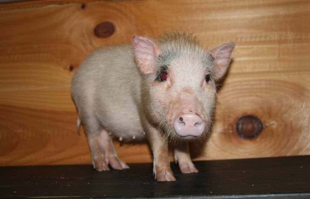 Miniature Potbellied Pigs