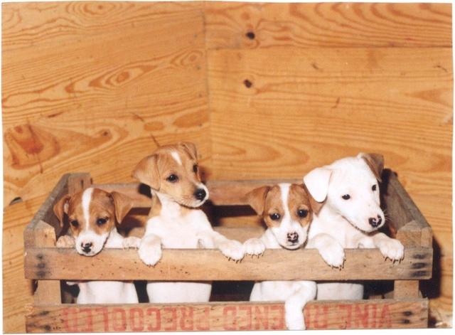 Manager Skilt samfund Miniature Jack Russell Terriers - Tanglewood Farm Miniatures