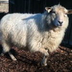 Miniature Shetland Sheep