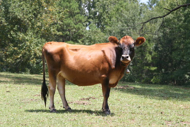 jersey bulls cow