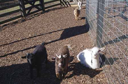 Miniature Nigerian Dwarf Goats